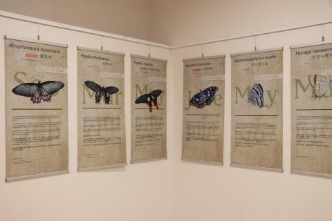 WL Design - 2023年布里斯本澳洲『台灣原生蝴蝶特展』。負責插畫設計、排版。