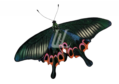 WL Design - 『台灣原生蝴蝶』展覽主題之一的雙環翠鳳蝶。Procreate繪製。