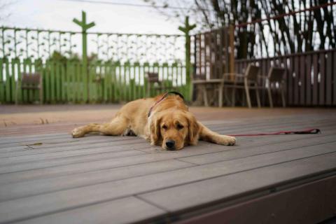 毛小孩趴趴走 - 慵懶的狗勾