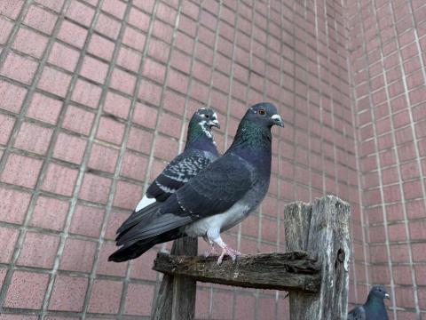 JC - 自家露台的鴿子健康漂亮
不怕我的唷