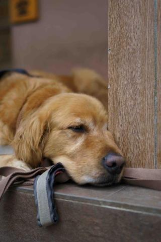 毛小孩趴趴走 - 朋友的金毛