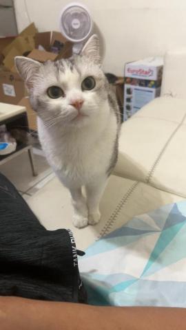 程瀚寬 - 我的貓咪很可愛