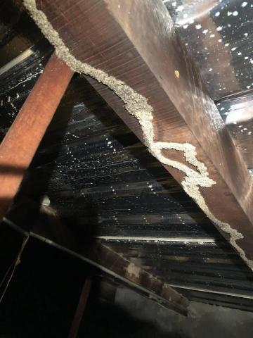 酷居除蟲 - 白蟻