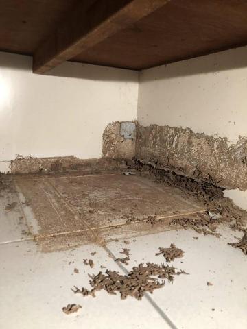 酷居除蟲 - 白蟻