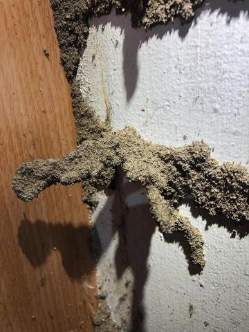 酷居除蟲 - 白蟻