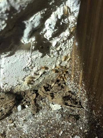 酷居除蟲 - 白蟻