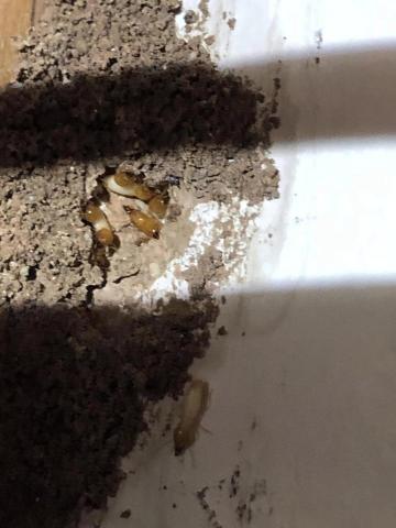 酷居除蟲 - 白蟻