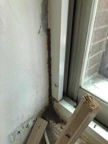 酷居除蟲 - 白蟻