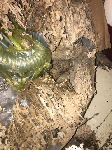 酷居除蟲 - 白蟻