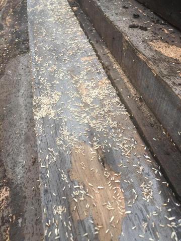 酷居除蟲 - 白蟻