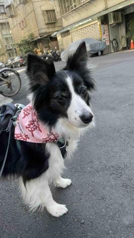 毛孩的Tiger哥哥 - 