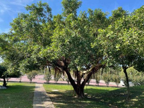 豪雅景觀園藝 - 