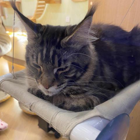 提供時間管理服務的專家yanhong