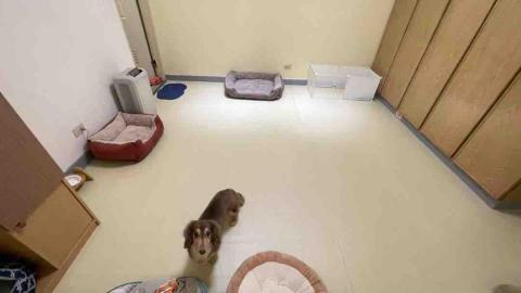 毛孩的Tiger哥哥 - 