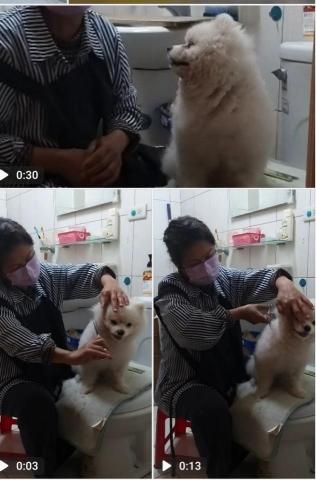 潘麗玉 - 幫我家帥哥剪毛，老師說我走刀很有自信，敢剪敢修又有耐心