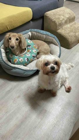 毛孩的Tiger哥哥 - 