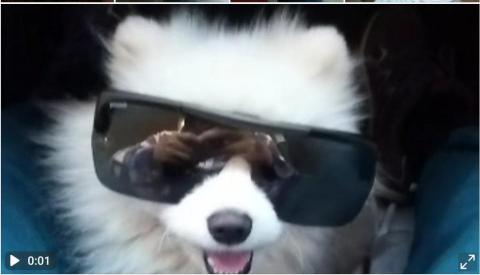 潘麗玉 - 我家的博美帥哥 樂樂