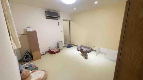 毛孩的Tiger哥哥 - 