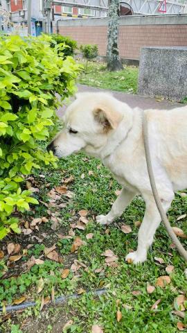 毛孩的Tiger哥哥 - 