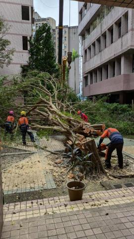 樹聚點有限公司 - 