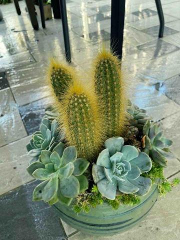 凱文植栽販賣所 - 