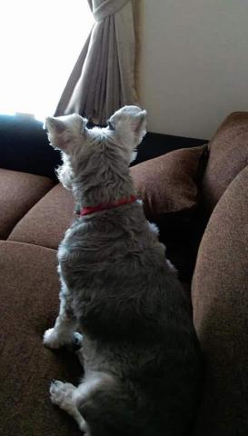 提供休息旅館服務的專家毛孩旅館