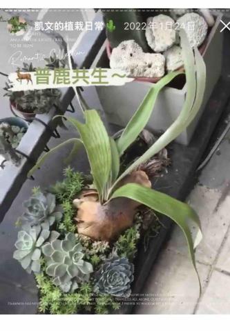 凱文植栽販賣所 - 