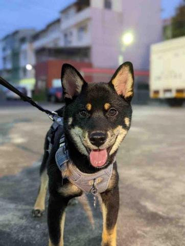 王偲庭 - 帶可愛的柴犬走路 幫他拍好看的照片