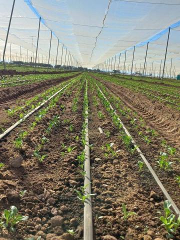芊圃園藝景觀庭園 - 墨西哥Nayarite農場