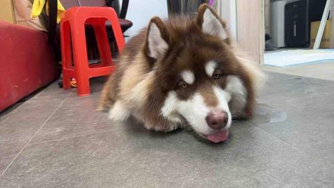 毛大叔狗私塾 - 布迪 體型龐大愛玩的小朋友
#狗學生 毛大叔狗私塾 - 布迪 體型龐大愛玩的小朋友
#狗學生