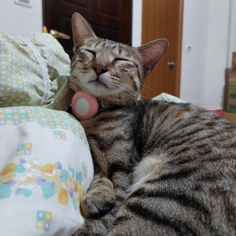 提供高中地理服務的專家陳先生