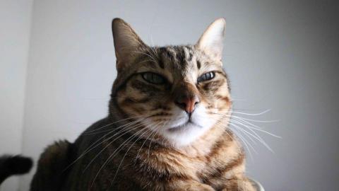 提供編劇服務的專家呂偌齊