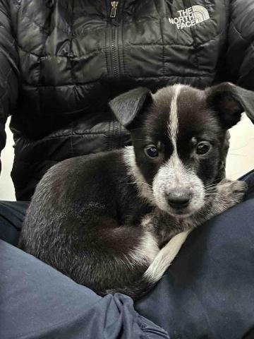 毛大叔狗私塾 - 看似文靜其實愛玩的斑斑
#狗學生 毛大叔狗私塾 - 看似文靜其實愛玩的斑斑
#狗學生