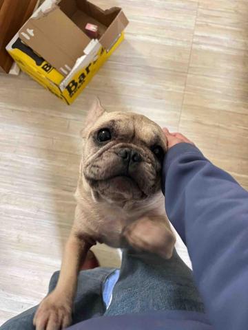 Huang, Renata小魚 (小魚) - 