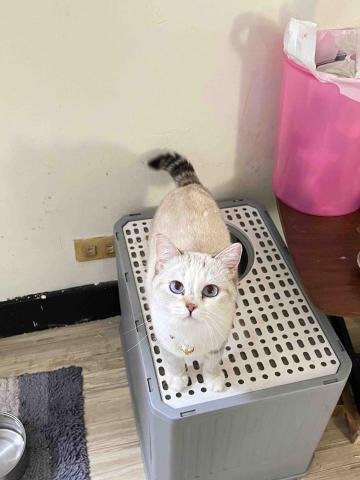 Huang, Renata小魚 (小魚) - 