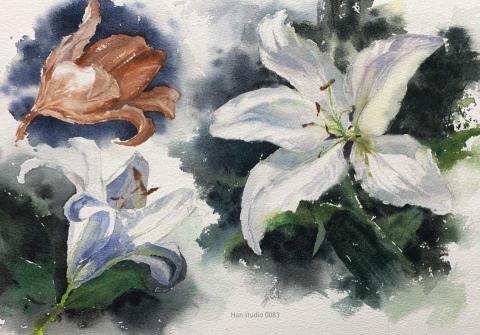 Han studio  邱柏翰 - 百合花顏色配色習作2

白百合豐富顏色變化，很適合玩調色遊戲

如果你想畫花卉水彩，歡迎洽詢課程，
我們課堂一步步帶著你示範講解，透過分析認識畫畫方法，讓你能聽懂跟能學會。