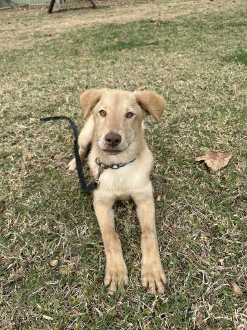 汪星訓犬師（昱誠） - 幼犬服從訓練