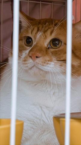 黃麗芹 - 中途橘貓