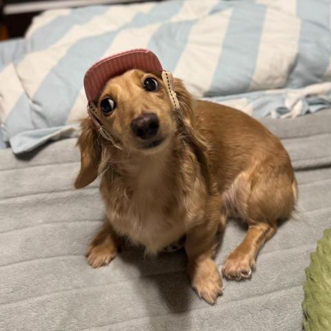 提供保母服務的專家劉惠珍