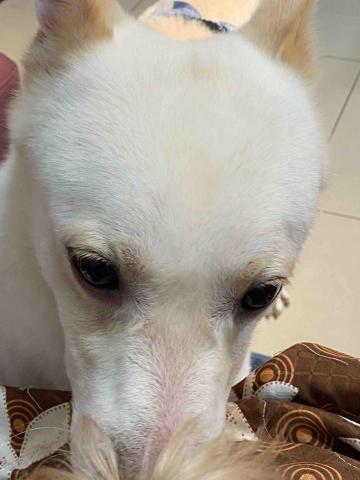 寵物（毛小孩）寄宿/陪伴/散步 - 可愛的米克斯