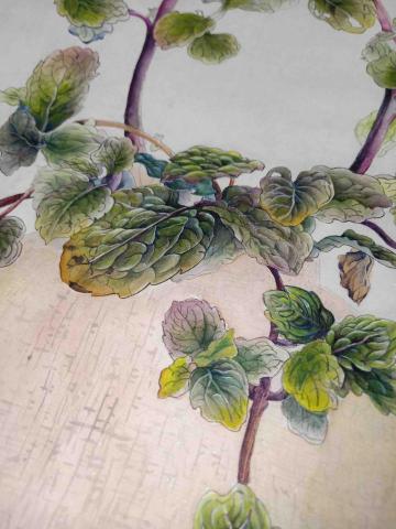 Ivy - 水墨工筆（局部 未完成）