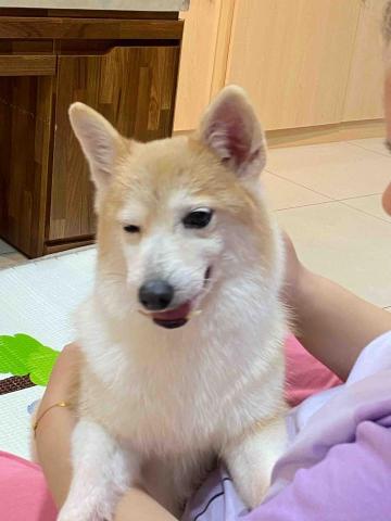 寵物（毛小孩）寄宿/陪伴/散步 - 寄宿在我家的毛小孩