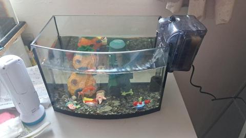 秦琬淳 - 這是之前在學校附近宿舍養的魚