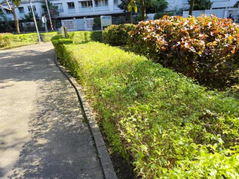 🪽森羽園藝 - 複層次灌木修剪