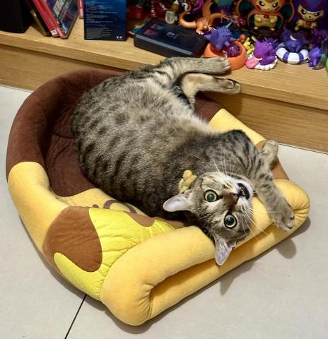 吳翊華 - 上門餵貓顧貓+整理環境