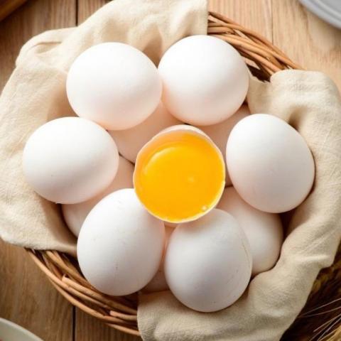 提供籃球網服務的專家新鮮蛋品97912263