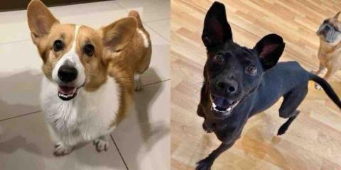 郭印山律師 / 前檢察官 - 狗狗