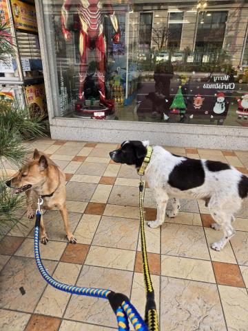 郭晉 - 客戶寄養2隻米克斯