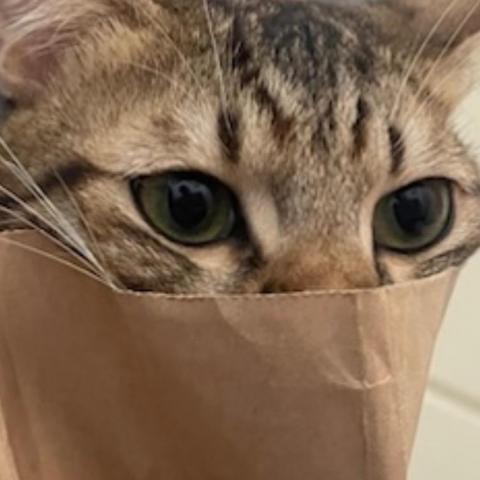 提供高爾夫陪打服務的專家YOYOtu