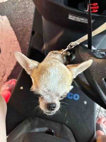 黃筠馨 - 載我家的狗出去玩